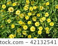 黃花 42132541
