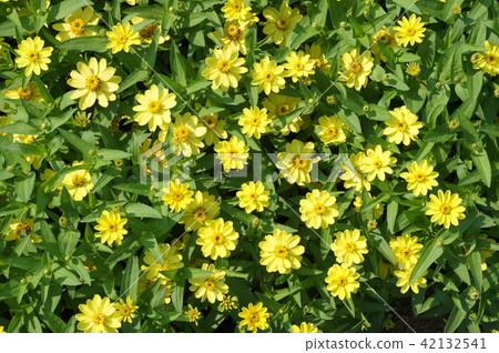 黃花 黃花 42132541