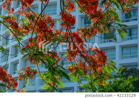 Flamboyant flowers blooming on the tree Flamboyant flowers blooming on the tree 42133129