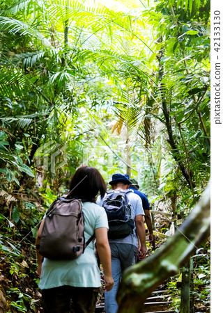 叢林徒步旅行 叢林徒步旅行 42133130