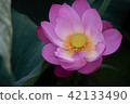 一朵害羞的蓮花 42133490