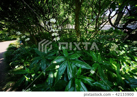 Yabu Miuga之花 42133900