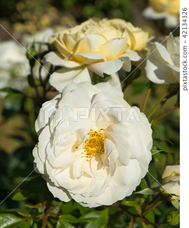 Princess of Wales a beatiful white rose Princess of Wales a beatiful white rose 42134326