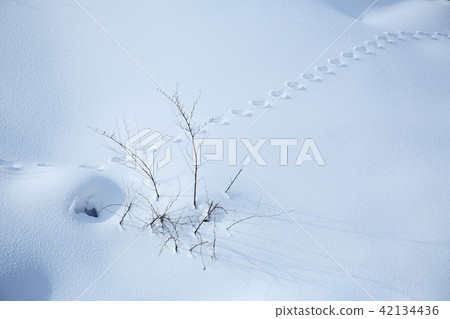 Satoyama's winter snowy footprint 42134436