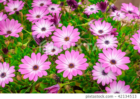 beautiful meadow of african daisies Dimorphoteca 42134513