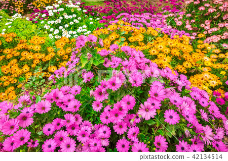 flowerbed of colorful african daisies Dimorphoteca 42134514