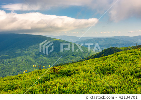 grassy hillside on mountain in summer 42134701