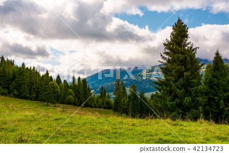 spruce forest on a grassy meadow 42134723