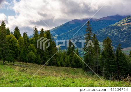 coniferous forest on a mountain slope coniferous forest on a mountain slope 42134724