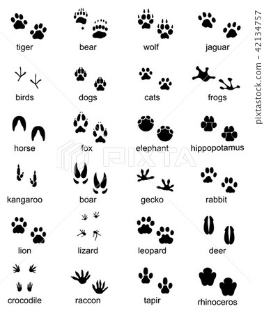 Set of footprints of wild animals Set of footprints of wild animals 42134757