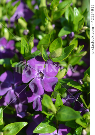 Common periwinkle Common periwinkle 42134913