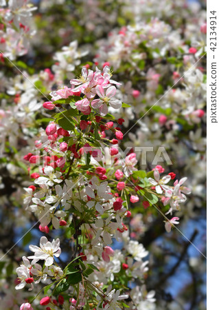 Japanese flowering crabapple Japanese flowering crabapple 42134914
