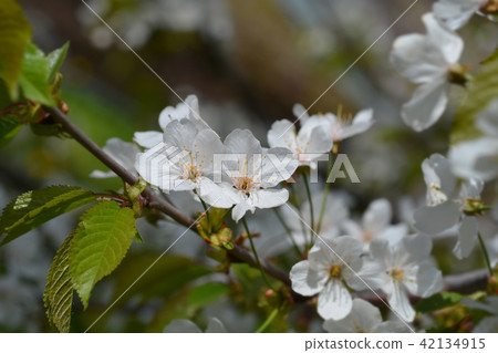 Sweet cherry Sweet cherry 42134915