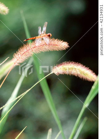 Red dragonfly and catfan 42134931