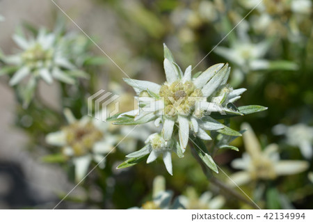 Edelweiss Edelweiss 42134994