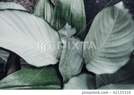 Dark faded green leaves pattern background 42135316