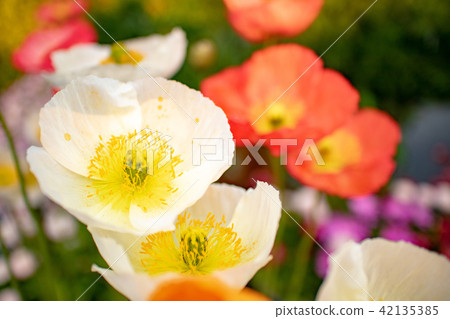 Poppy Poppy 42135385