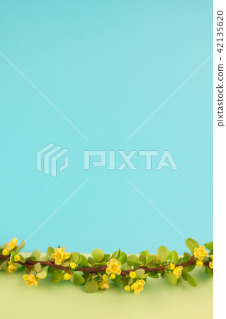 Spring blossoming barberry branch 42135620