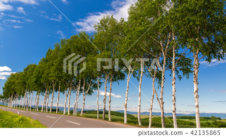 Shiratori Namiki Biei 42135865