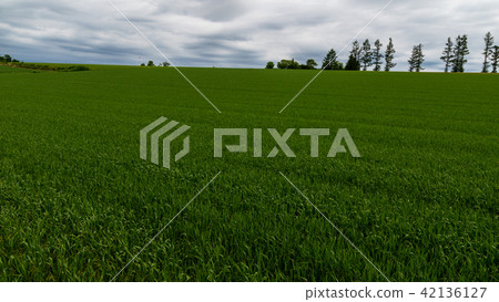 Mild Seven Hill Biei 42136127