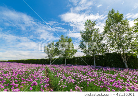 Chive Flower Field Furano Chive Flower Field Furano 42136301