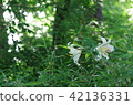 山百合的森林 42136331