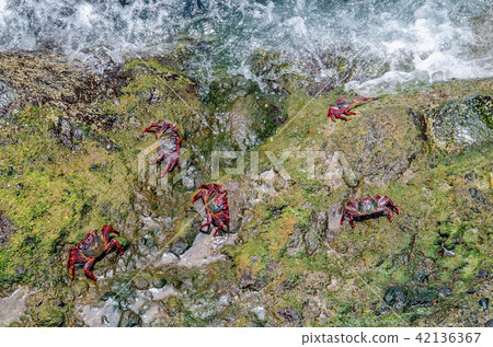 Few red crabs in natural environment Few red crabs in natural environment 42136367