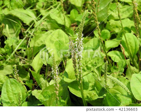 Psyllium flower / Tachikawa ' Psyllium flower / Tachikawa ' 42136603