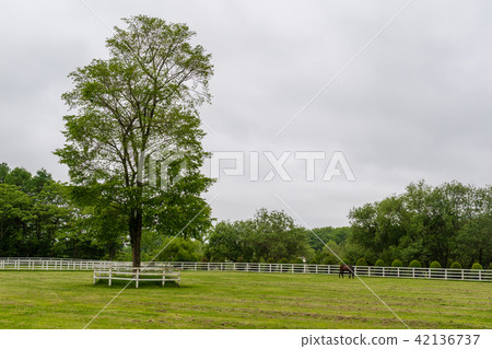 Farm landscape early summer 42136737