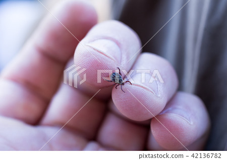 The tick is crawling on the arm. 42136782