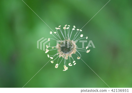 海拉章魚花 42136931