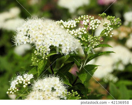 Shimotsuke flower / Tachikawa ' 42136958