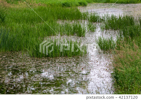 濕地沼澤 42137120