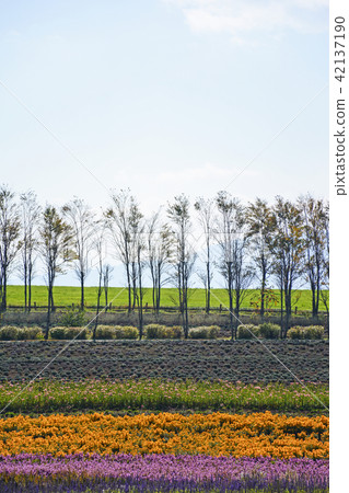Autumn pattern of Hirugano Plateau, an idyllic village Autumn pattern of Hirugano Plateau, an idyllic village 42137190