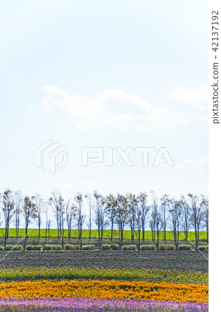 Autumn pattern of Hirugano Plateau, an idyllic village Autumn pattern of Hirugano Plateau, an idyllic village 42137192