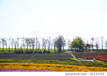 Autumn pattern of Hirugano Plateau, an idyllic village Autumn pattern of Hirugano Plateau, an idyllic village 42137193