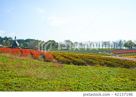 Autumn pattern of Hirugano Plateau, an idyllic village Autumn pattern of Hirugano Plateau, an idyllic village 42137196