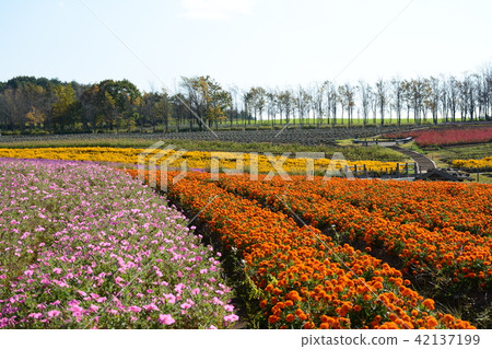 Autumn pattern of Hirugano Plateau, an idyllic village Autumn pattern of Hirugano Plateau, an idyllic village 42137199