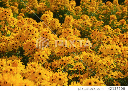 Golden pyramid (willow ba sunflower) 42137206