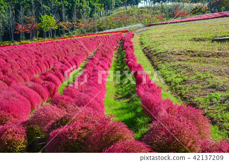Village of idyll, Autumn leaves Kokia (Hawkigi) 42137209