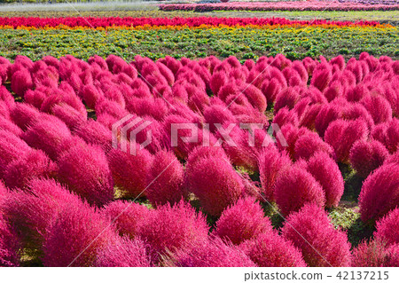 Village of idyll, Autumn leaves Kokia (Hawkigi) 42137215