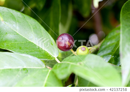 Fruit of Inu Biva Fruit of Inu Biva 42137258