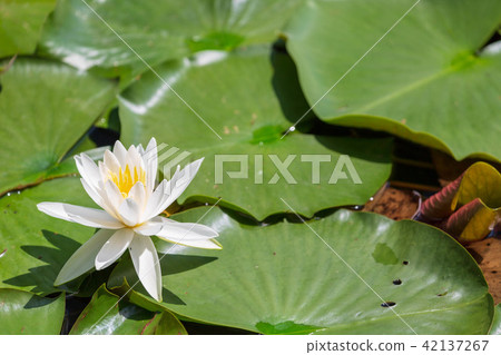 Water lily Water lily 42137267