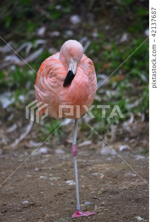 A flamingo standing on a single leg 42137687