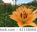 百合 42138068