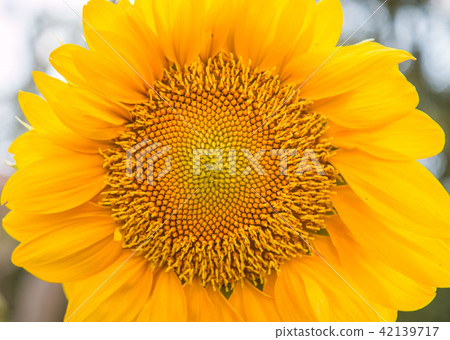 Sunflowers or Helianthus annuus field Sunflowers or Helianthus annuus field 42139717