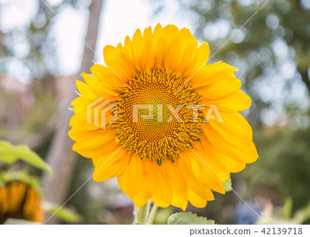 Sunflowers or Helianthus annuus field 42139718