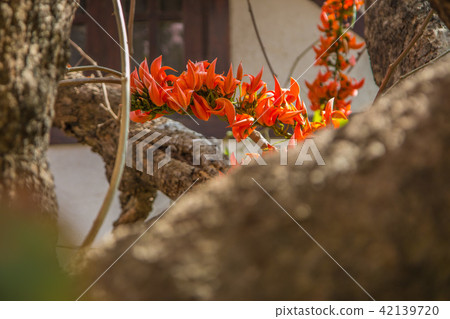 Spathodea flowers,African tulip tree, Fire bell Spathodea flowers,African tulip tree, Fire bell 42139720