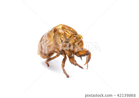 Insect life cycle Moult of Cicada Insect life cycle Moult of Cicada 42139868