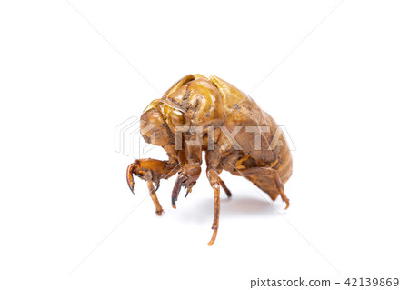 Insect life cycle Moult of Cicada 42139869